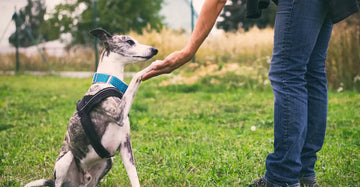 Dog Parenting 101: The Best Gifts for Parents