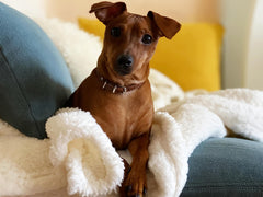 Small brown dog laying on a white blanket on a blue couch looking at the camera. 